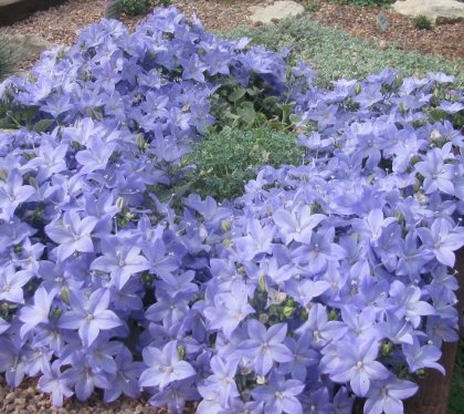 Campanula isophylla 
